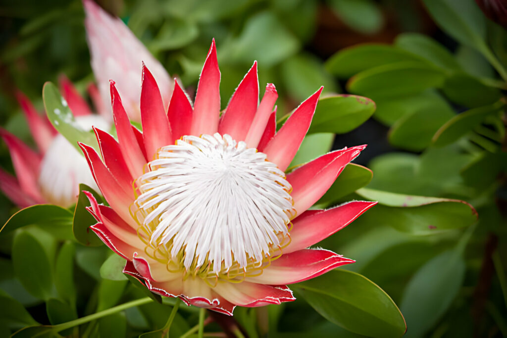 protea