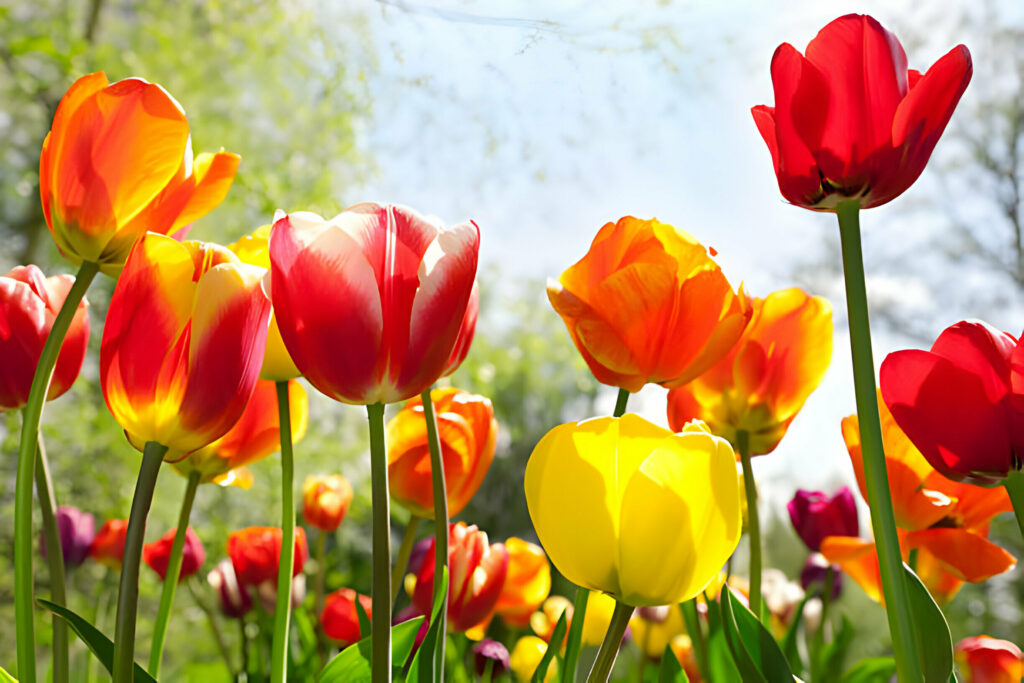 tulips